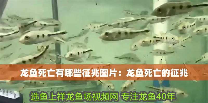 龍魚死亡有哪些征兆圖片：龍魚死亡的征兆 龍魚死亡有哪些征兆圖片：龍魚死亡的征兆 水族問答
