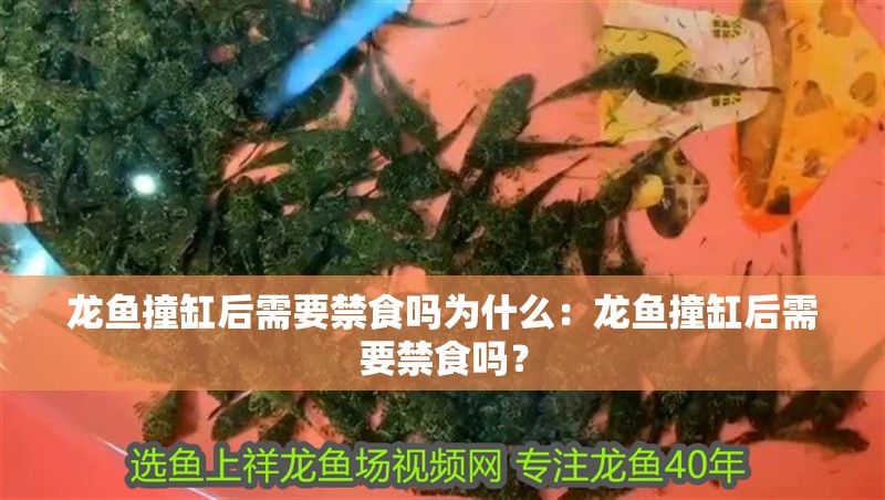 龍魚撞缸后需要禁食嗎為什么：龍魚撞缸后需要禁食嗎？