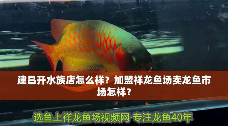 <strong><mark>建昌</mark></strong>開(kāi)水族店怎么樣？加盟祥龍魚(yú)場(chǎng)賣(mài)龍魚(yú)市場(chǎng)怎樣？