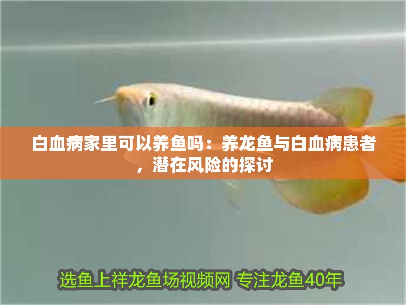 白血病家里可以養魚嗎：養龍魚與白血病患者，潛在風險的探討
