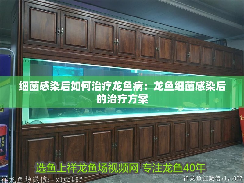 細(xì)菌感染后如何治療龍魚病：龍魚細(xì)菌感染后的治療方案