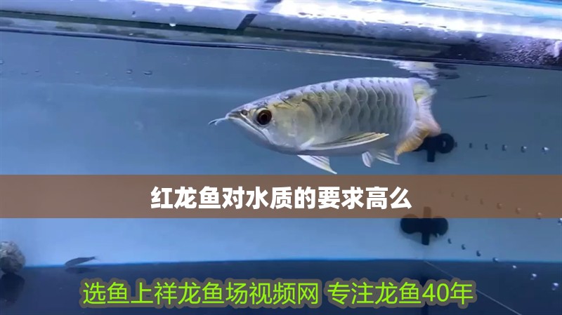 紅龍魚對(duì)水質(zhì)的要求高么