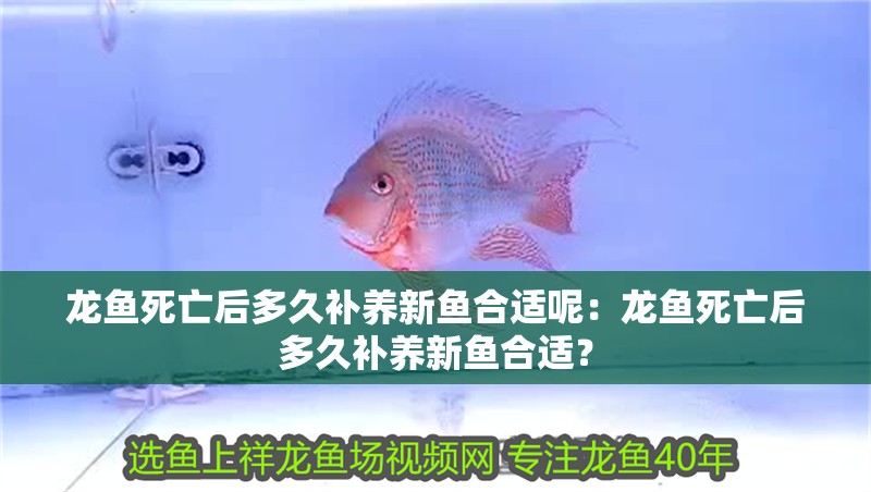 詳細閱讀:龍魚死亡后多久補養新魚合適呢:龍魚死亡后多久補養新魚合適? 龍魚死亡后多久補養新魚合適呢:龍魚死亡后多久補養新魚合適?