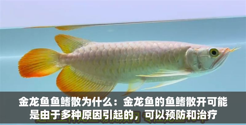 金龍魚魚鰭散為什么：金龍魚的魚鰭散開可能是由于多種原因引起的，可以預防和治療