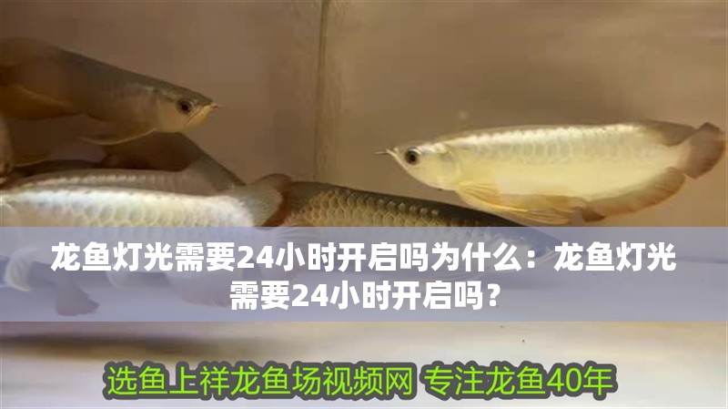 龍魚(yú)燈光需要24小時(shí)開(kāi)啟嗎為什么：龍魚(yú)燈光需要24小時(shí)開(kāi)啟嗎？