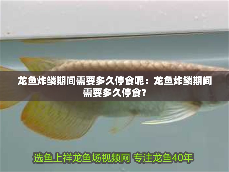 龍魚炸鱗期間需要多久停食呢：龍魚炸鱗期間需要多久停食？