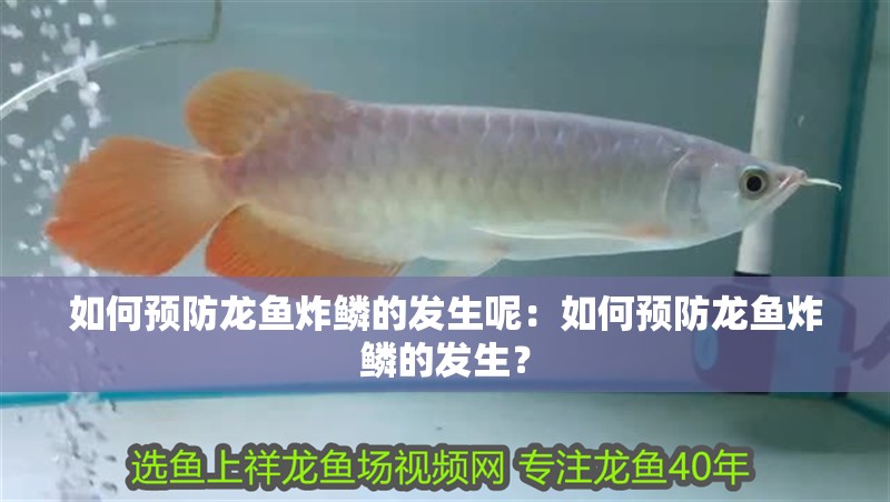 如何預(yù)防龍魚炸鱗的發(fā)生呢：如何預(yù)防龍魚炸鱗的發(fā)生？