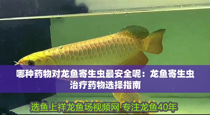 哪種藥物對龍魚寄生蟲最安全呢：龍魚寄生蟲治療藥物選擇指南