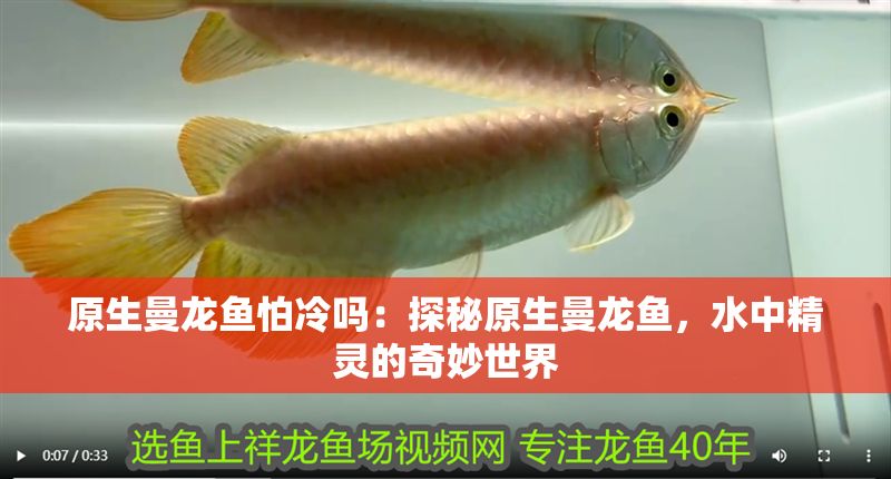 原生曼龍魚怕冷嗎：探秘原生曼龍魚，水中精靈的奇妙世界