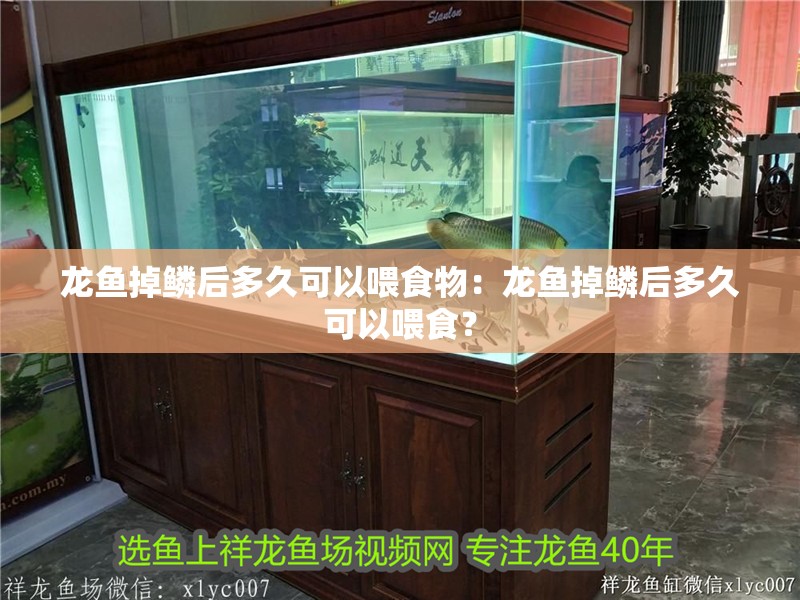 龍魚(yú)掉鱗后多久可以喂食物：龍魚(yú)掉鱗后多久可以喂食？