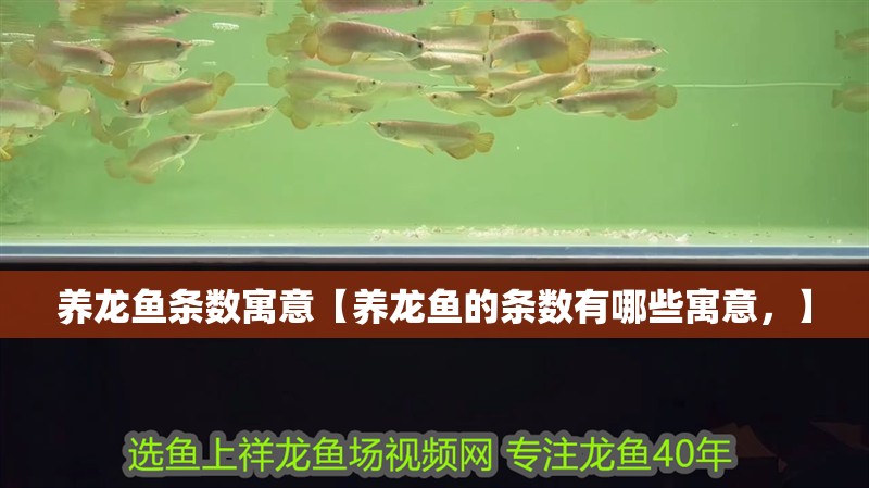 養龍魚條數寓意【養龍魚的條數有哪些寓意，】