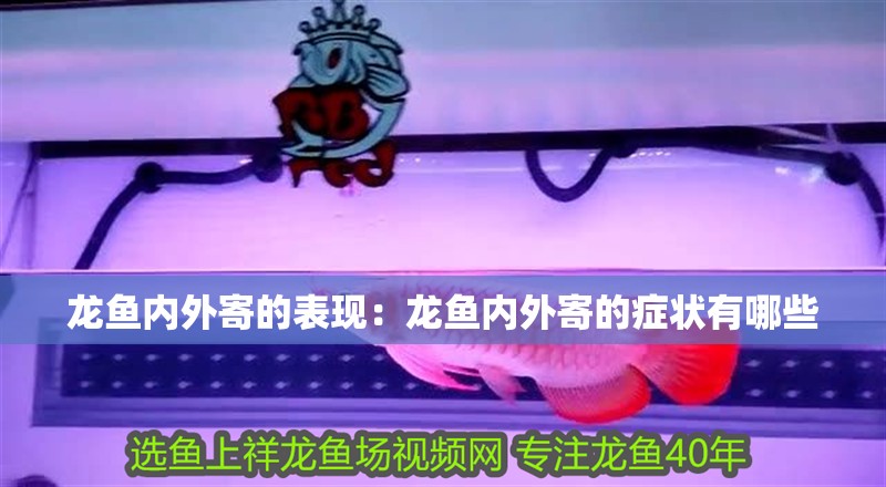 龍魚內外寄的表現：龍魚內外寄的癥狀有哪些