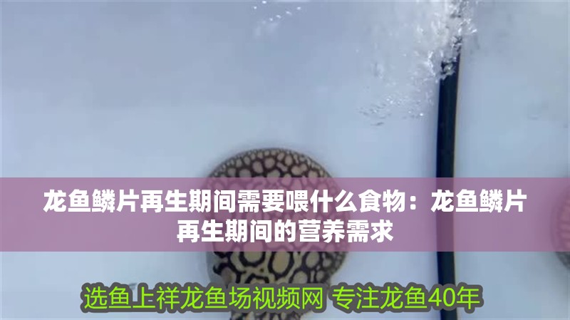 龍魚鱗片再生期間需要喂什么食物：龍魚鱗片再生期間的營養需求