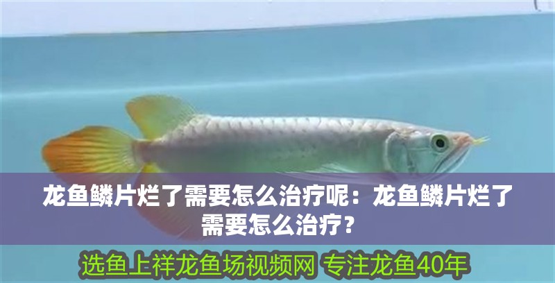 龍魚鱗片爛了需要怎么治療呢：龍魚鱗片爛了需要怎么治療？