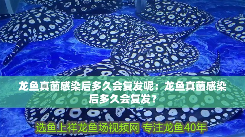 龍魚真菌感染后多久會復發呢：龍魚真菌感染后多久會復發？