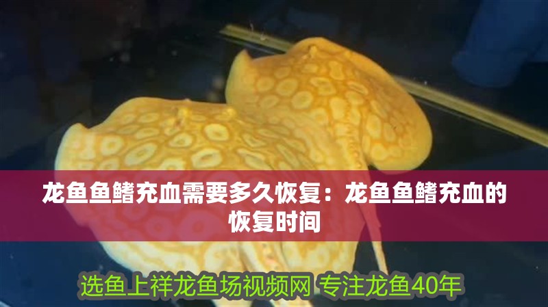 龍魚魚鰭充血需要多久恢復(fù)：龍魚魚鰭充血的恢復(fù)時間