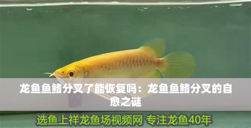 龍魚魚鰭分叉了能恢復嗎：龍魚魚鰭分叉的自愈之謎