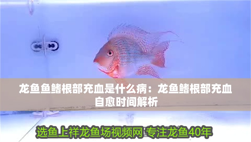 龍魚魚鰭根部充血是什么病：龍魚鰭根部充血自愈時間解析