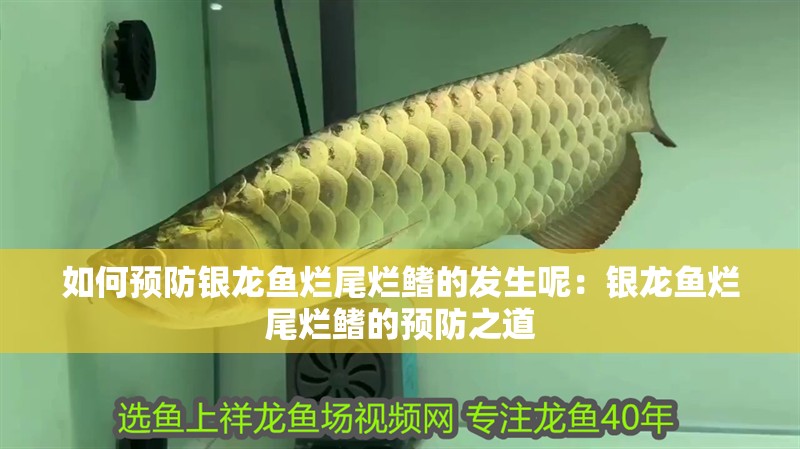 如何預(yù)防銀龍魚(yú)爛尾爛鰭的發(fā)生呢：銀龍魚(yú)爛尾爛鰭的預(yù)防之道