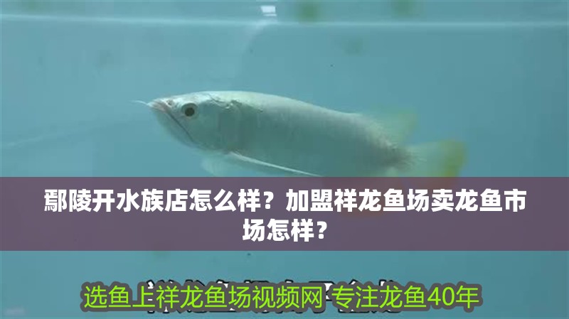 <strong><mark>鄢陵</mark></strong>開水族店怎么樣？加盟祥龍魚場賣龍魚市場怎樣？