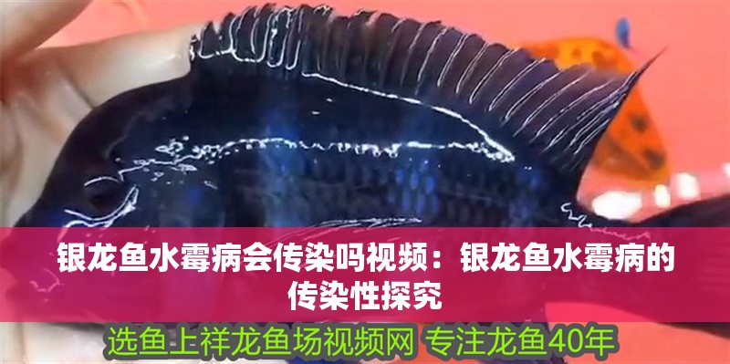 銀龍魚水霉病會傳染嗎視頻：銀龍魚水霉病的傳染性探究