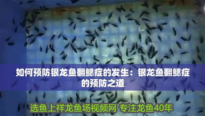 如何預防銀龍魚翻鰓癥的發(fā)生：銀龍魚翻鰓癥的預防之道