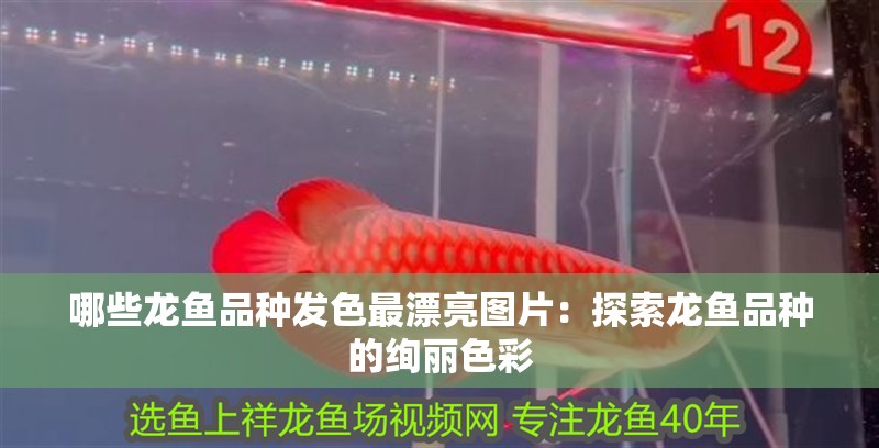 哪些龍魚品種發色最漂亮圖片：探索龍魚品種的絢麗色彩