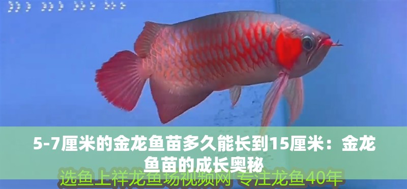 5-7厘米的金龍魚苗多久能長到15厘米：金龍魚苗的成長奧秘