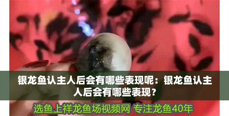 銀龍魚認主人后會有哪些表現呢：銀龍魚認主人后會有哪些表現？