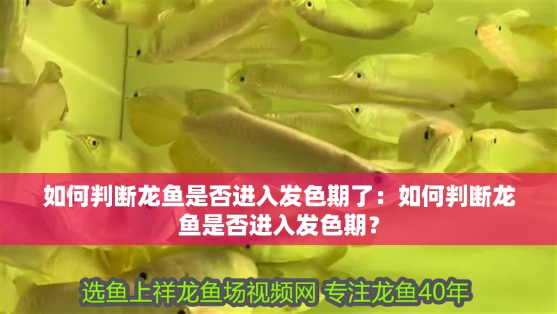 如何判斷龍魚是否進(jìn)入發(fā)色期了：如何判斷龍魚是否進(jìn)入發(fā)色期？