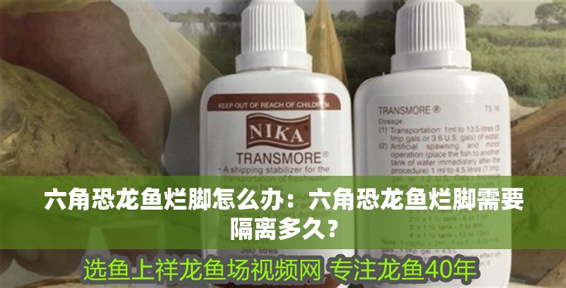 六角恐龍魚爛腳怎么辦：六角恐龍魚爛腳需要隔離多久？