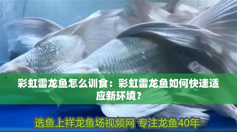 彩虹雷龍魚怎么訓食：彩虹雷龍魚如何快速適應新環境？
