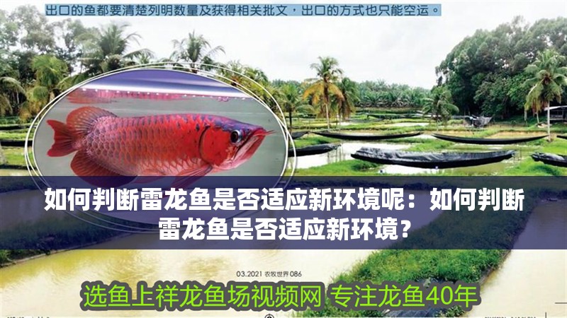 如何判斷雷龍魚是否適應新環境呢：如何判斷雷龍魚是否適應新環境？