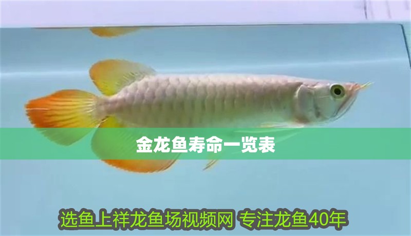 金龍魚壽命一覽表