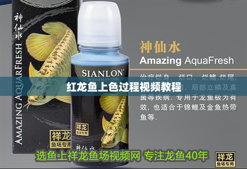 紅龍魚上色過程視頻教程