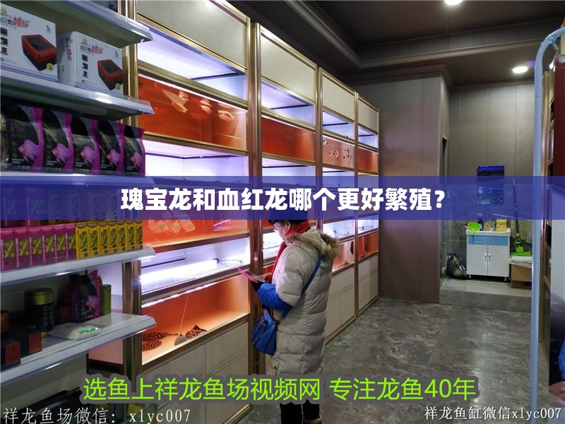 瑰寶龍和血紅龍哪個更好繁殖？