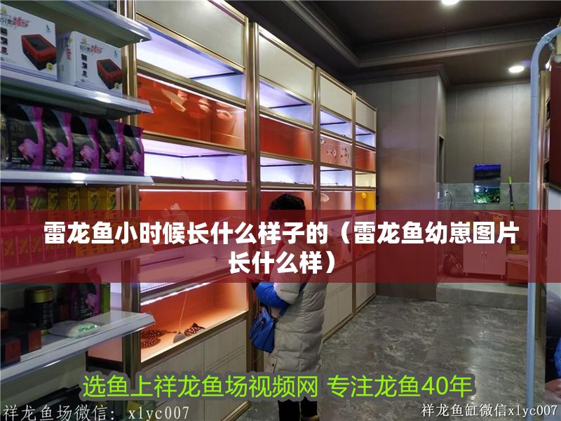 雷龍魚小時候長什么樣子的（雷龍魚幼崽圖片長什么樣）