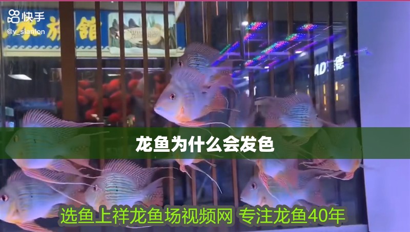 龍魚為什么會(huì)發(fā)色