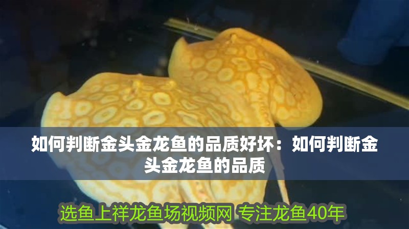 如何判斷金頭金龍魚的品質好壞：如何判斷金頭金龍魚的品質