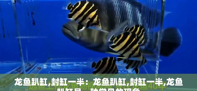 龍魚趴缸,封缸一半：龍魚趴缸,封缸一半,龍魚趴缸是一種常見的現象