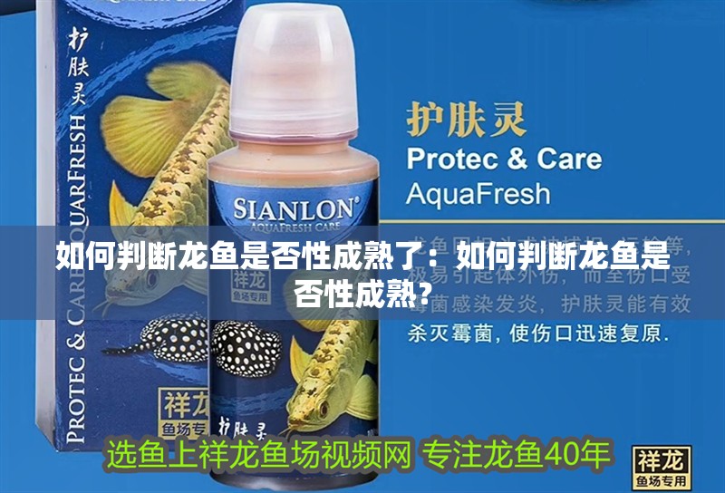 如何判斷龍魚是否性成熟了：如何判斷龍魚是否性成熟？