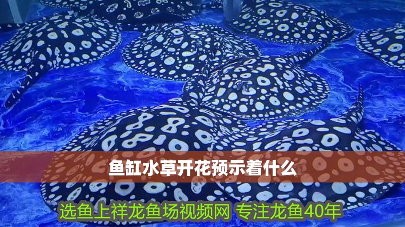 魚缸水草開花預示著什么