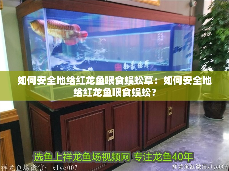 如何安全地給紅龍魚喂食蜈蚣草：如何安全地給紅龍魚喂食蜈蚣？