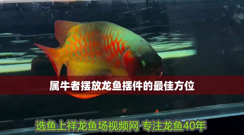 屬牛者擺放龍魚(yú)擺件的最佳方位