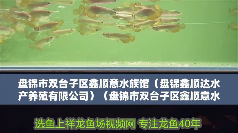 盤錦市雙臺(tái)子區(qū)鑫順意水族館（盤錦鑫順達(dá)水產(chǎn)養(yǎng)殖有限公司）（盤錦市雙臺(tái)子區(qū)鑫順意水族館）