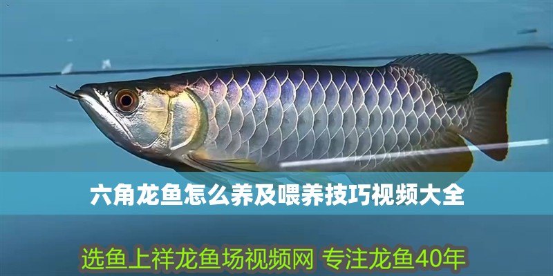 六角龍魚怎么養(yǎng)及喂養(yǎng)技巧視頻大全