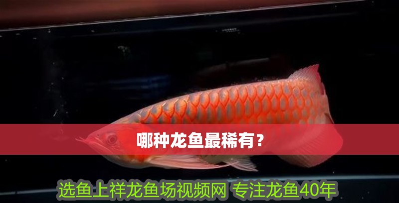 哪種龍魚最稀有？