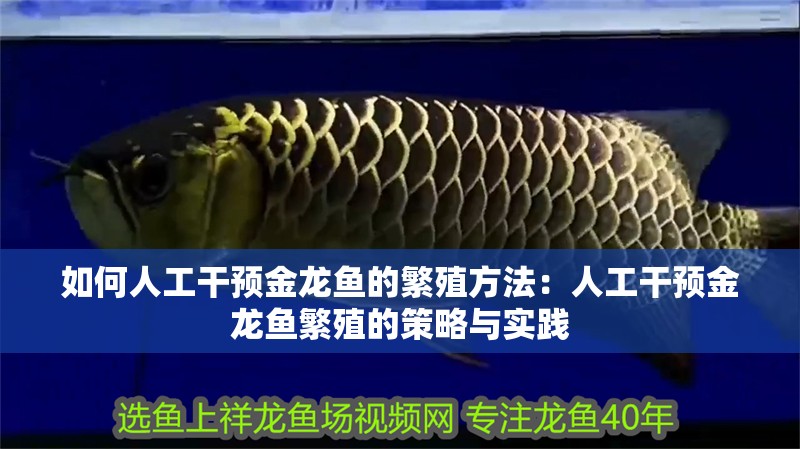 如何人工干預(yù)金龍魚的繁殖方法：人工干預(yù)金龍魚繁殖的策略與實(shí)踐