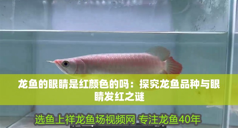 龍魚的眼睛是紅顏色的嗎：探究龍魚品種與眼睛發紅之謎