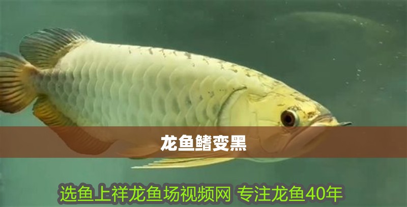 龍魚鰭變黑